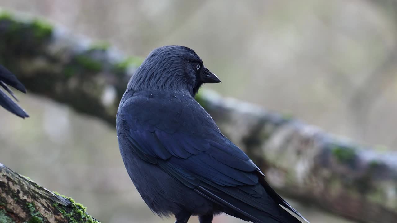 西部Jackdaw, coleus monedula，在安布尔塞德，湖区，英国。视频素材