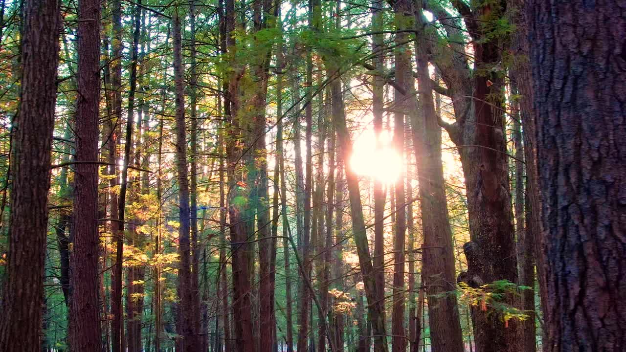 美丽，神奇的森林与惊人的金色光芒视频素材