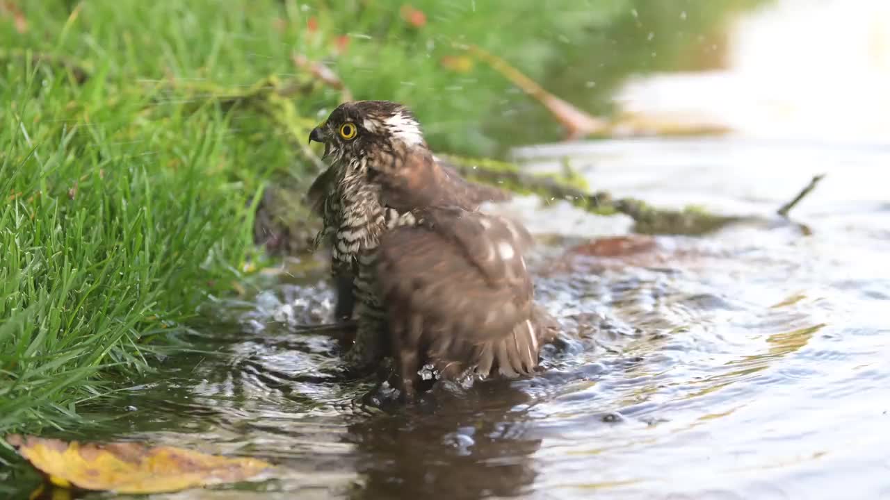 Sparrowhawk洗视频素材