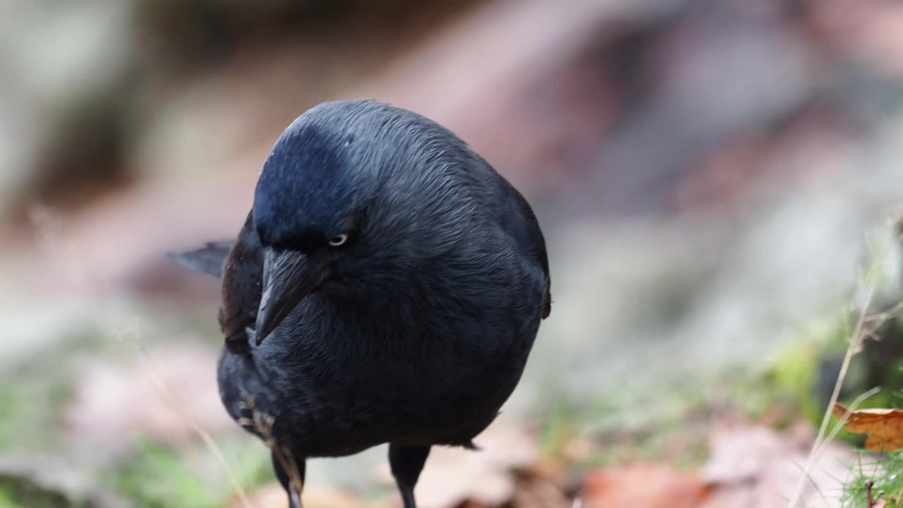 西部Jackdaw, coleus monedula，在安布尔塞德，湖区，英国。视频素材