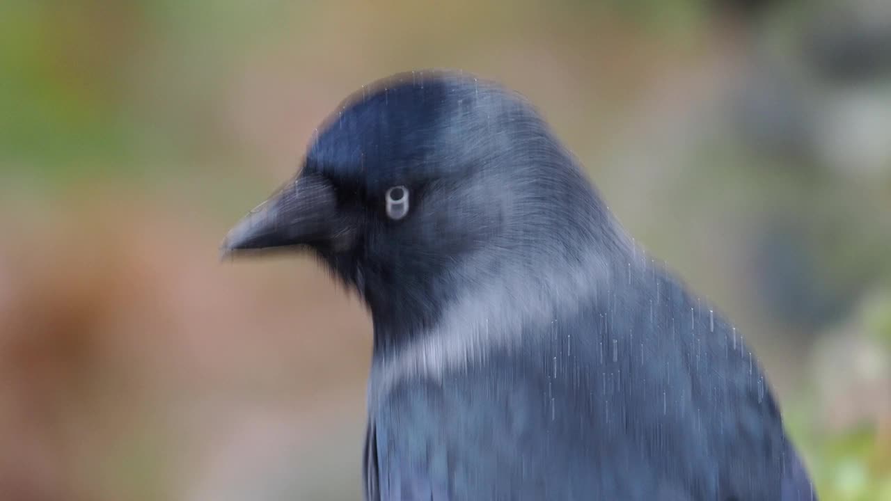 西部Jackdaw, coleus monedula，在安布尔塞德，湖区，英国。视频素材