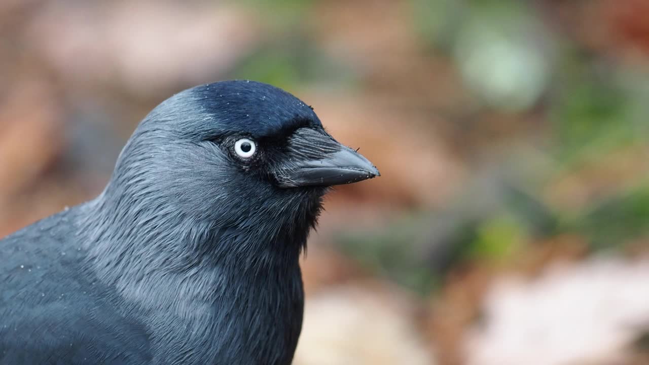 西部Jackdaw, coleus monedula，在安布尔塞德，湖区，英国。视频素材