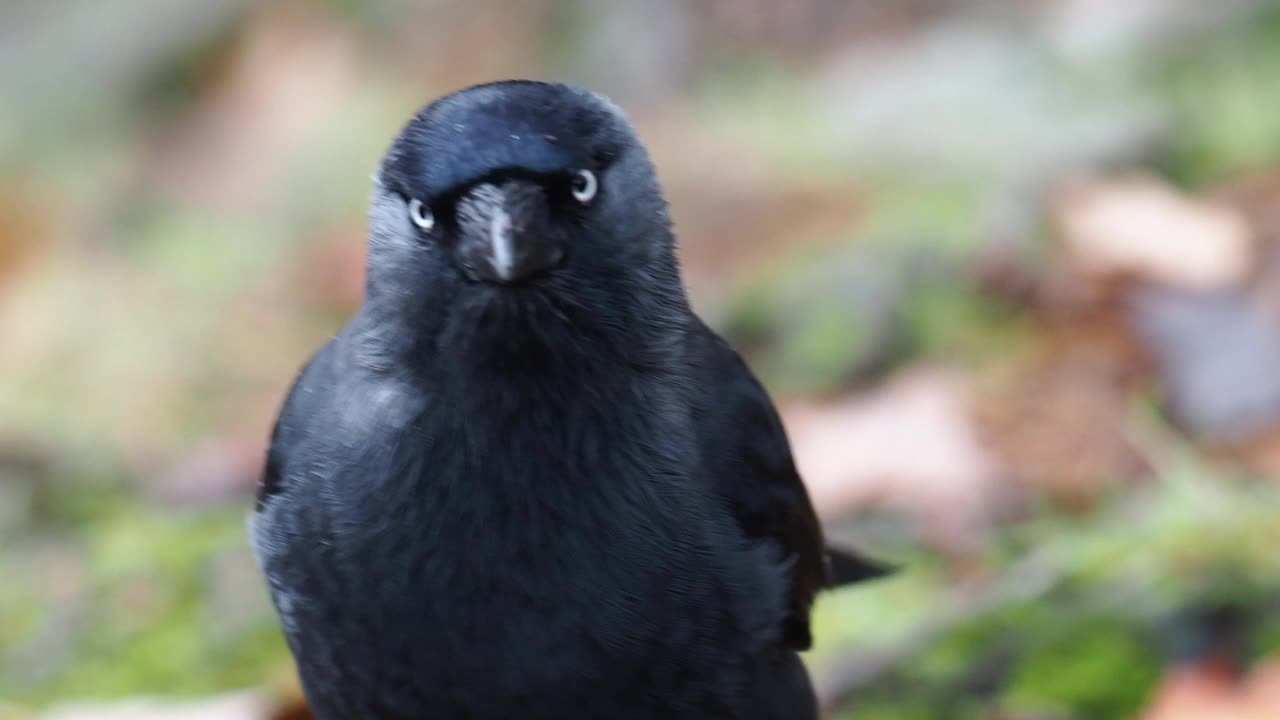 西部Jackdaw, coleus monedula，在安布尔塞德，湖区，英国。视频素材