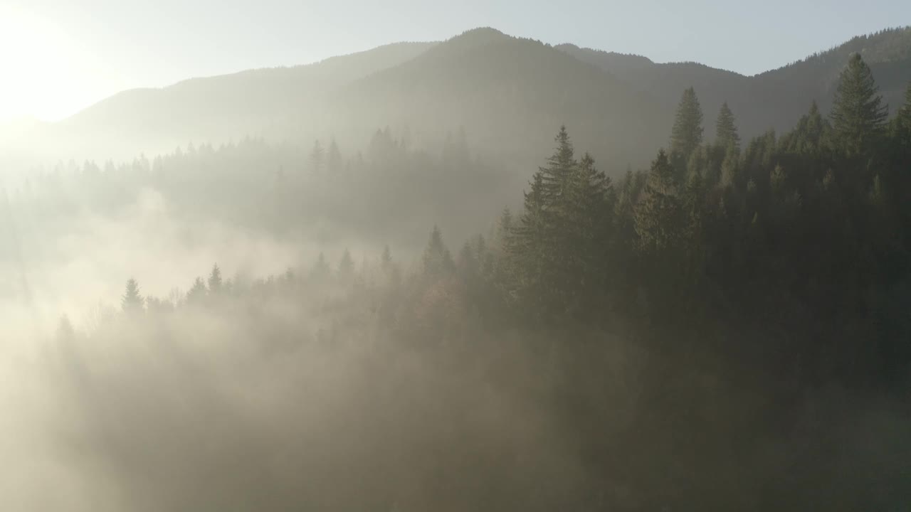 清新山林中的晨雾。视频素材