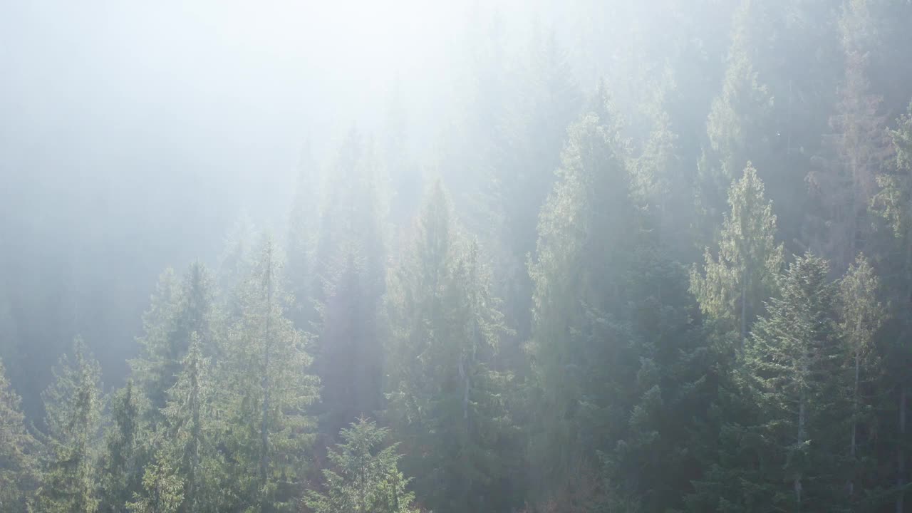 清新山林中的晨雾。视频素材