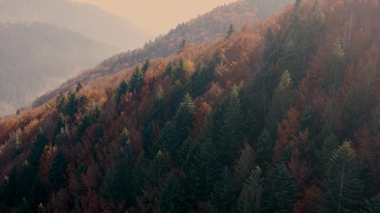 秋季在山区针叶林和落叶林。无人机的观点。视频素材