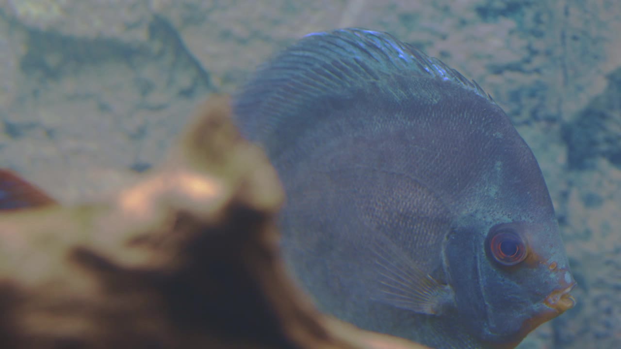 美丽的蓝钻铁饼水族鱼孤立。爱好的概念。瑞典。视频素材