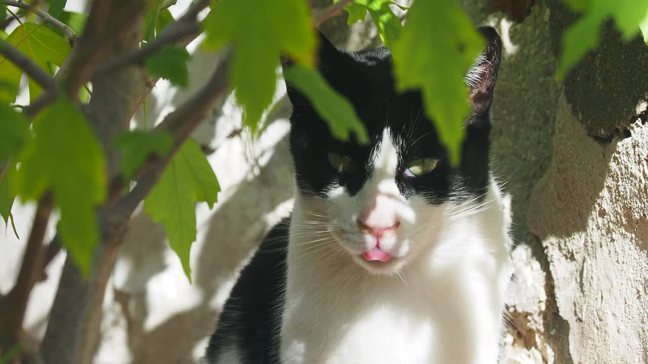 流浪猫在街上的花盆下晒日光浴。视频素材