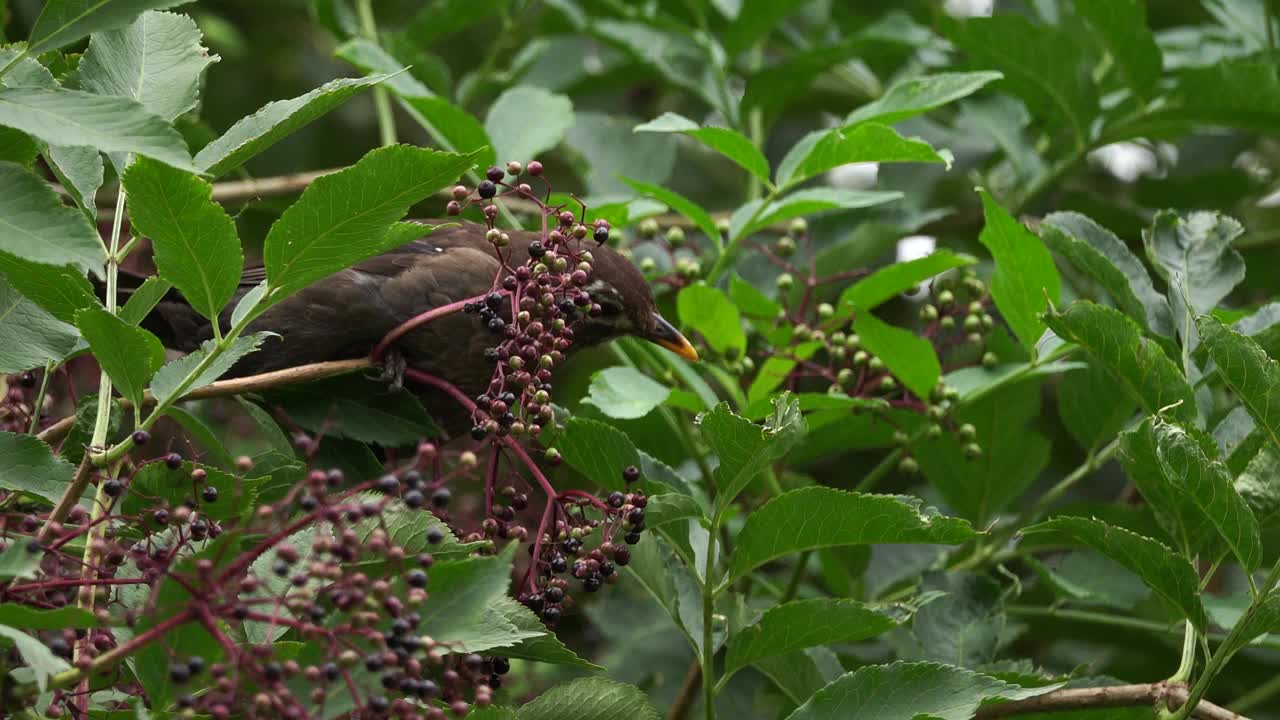 黑鹂一种头部长有白色羽毛、吃浆果的雌性黑鹂(黑鹂视频素材