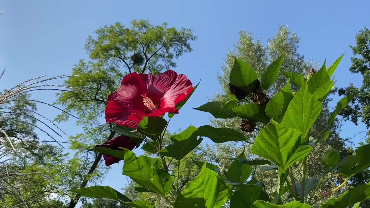 芙蓉花映衬着蔚蓝晴朗的天空。木槿是美丽的观赏花园热带植物。鲜艳的粉红色花瓣的玫瑰锦葵。视频素材