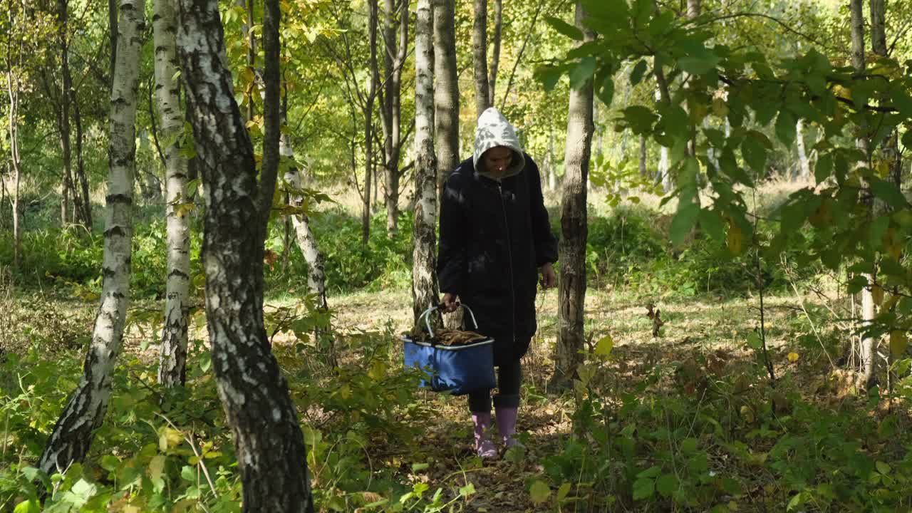 女人带着蘑菇在篮子里散步的秋天森林桦树。摘蘑菇视频素材