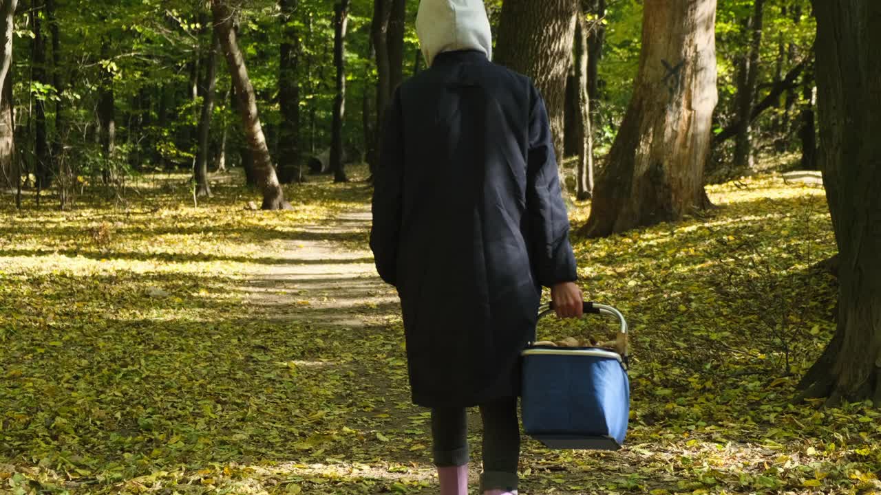 带着蘑菇篮子的女人走在秋天的森林里。摘蘑菇视频素材