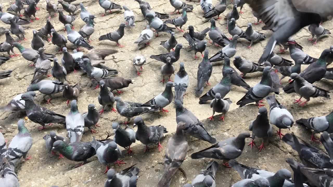 鸽子在街上吃鸟食视频素材