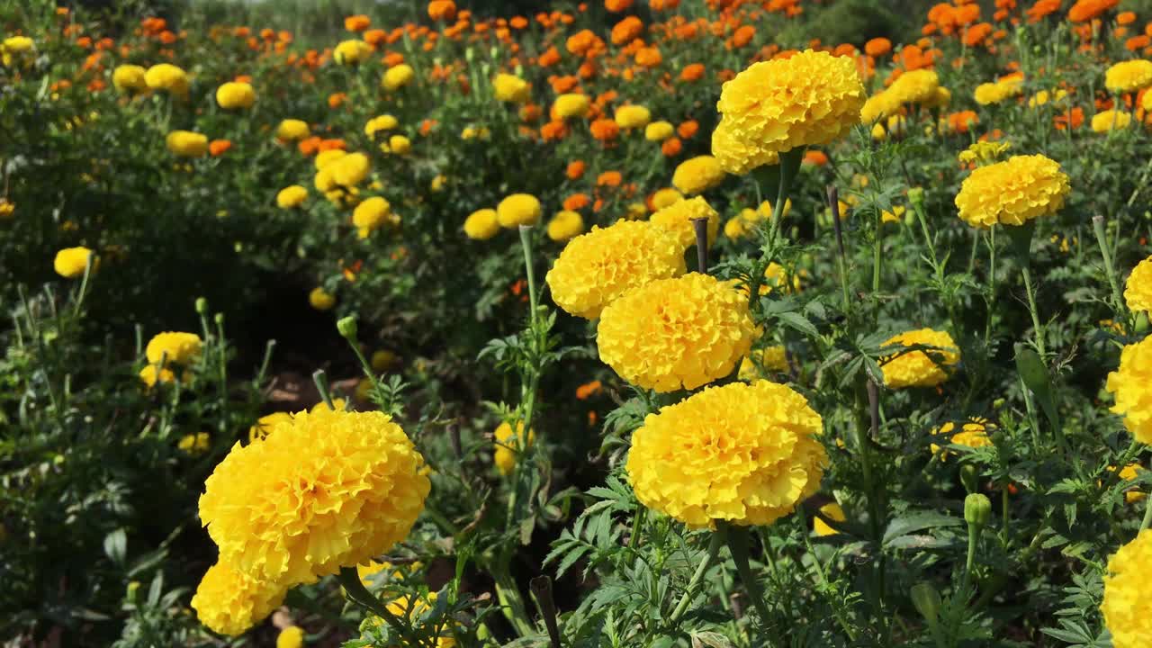 田野里美丽的万寿菊黄色花朵视频素材