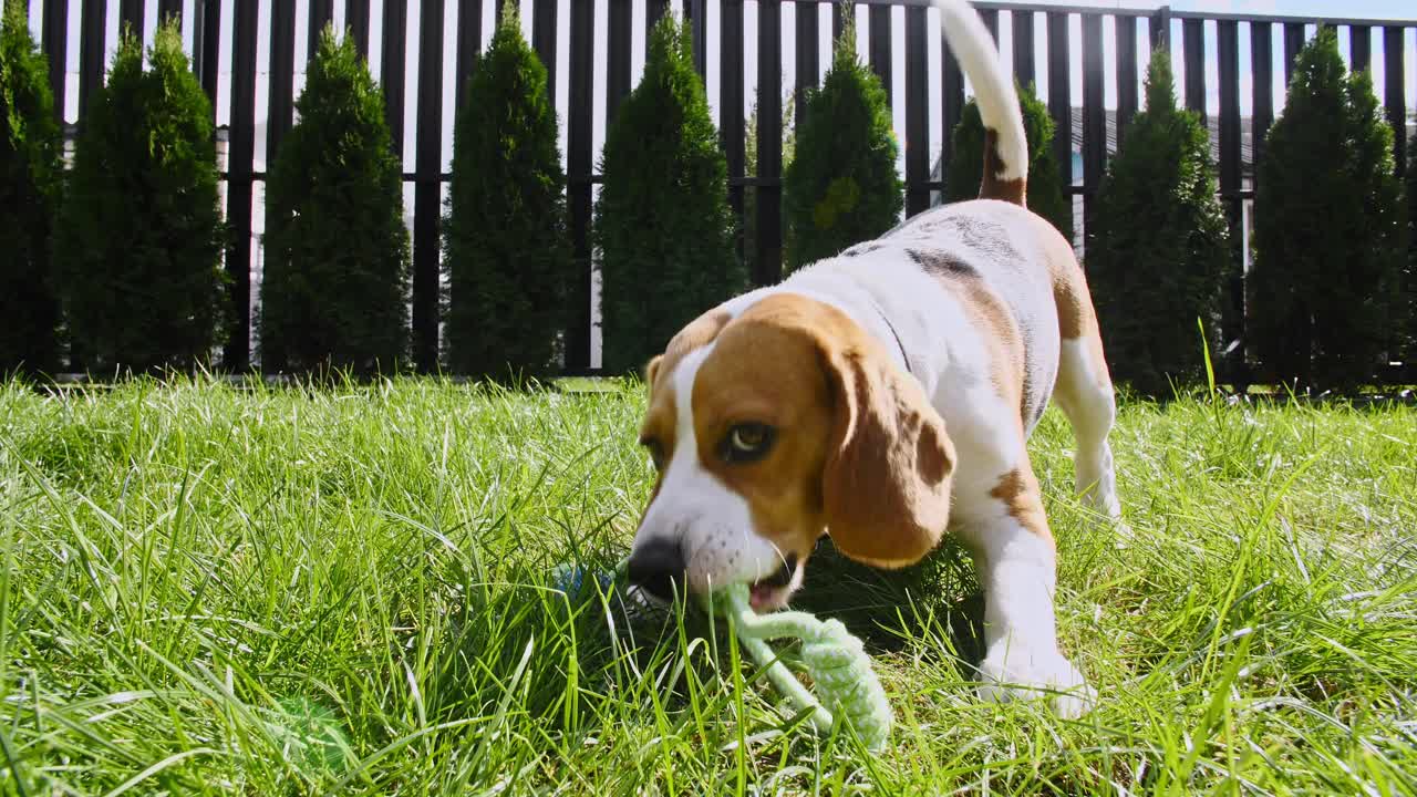 小猎犬在绿色公园的草地上玩着最喜欢的玩具。狗在户外训练。概念服从,友谊。男人最好的朋友视频素材