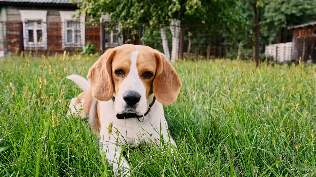 比格犬躺在户外的草地上。男人最好的朋友。小狗在休息视频素材