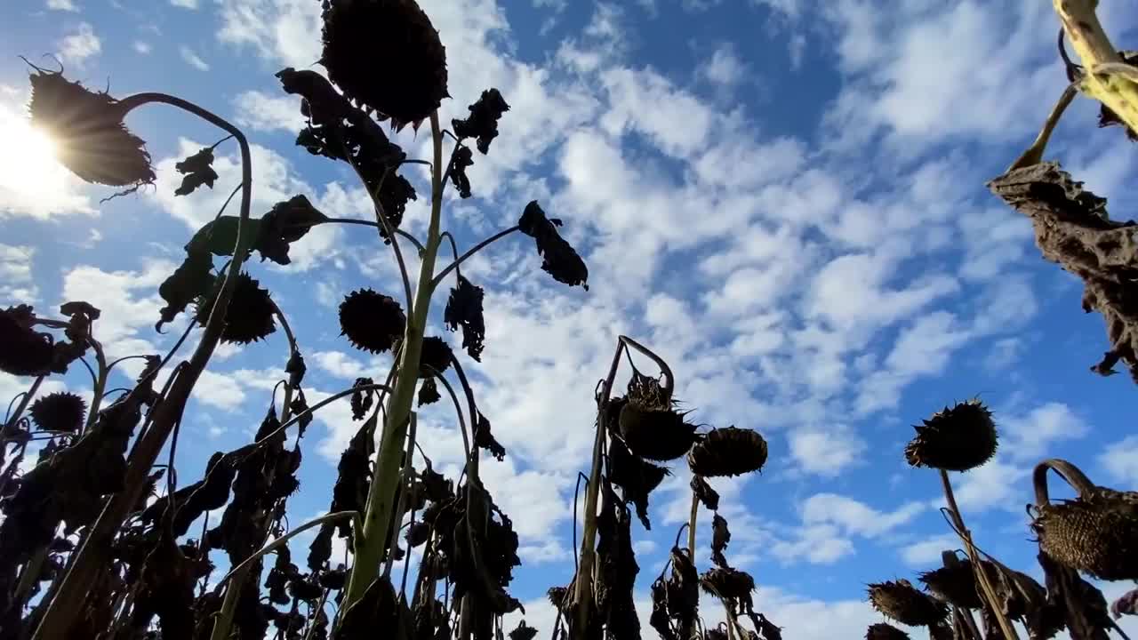 大片成熟的向日葵种植园，等待收割。视频素材