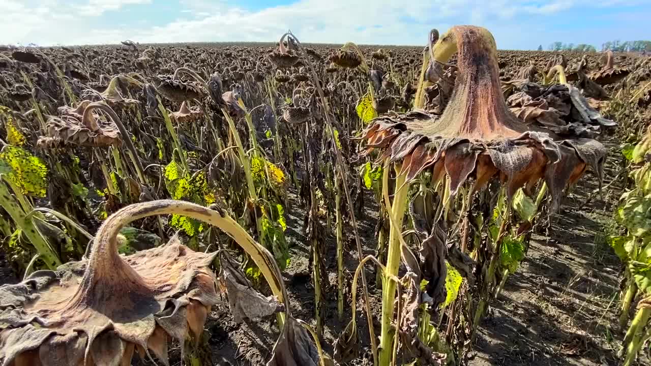 大片成熟的向日葵种植园，等待收割。视频素材