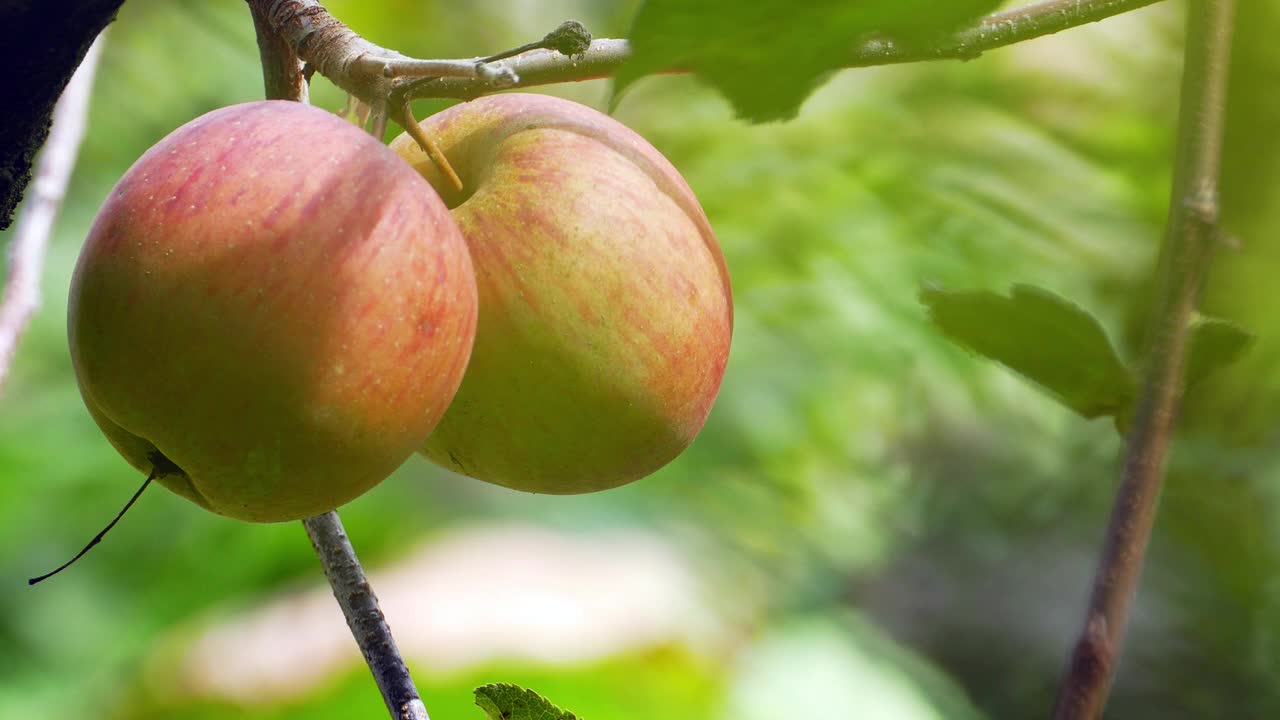 台湾福寿山农场出产的有机甜梅视频素材