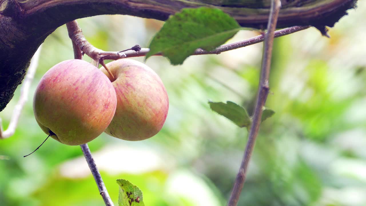 台湾福寿山农场出产的有机甜梅视频素材