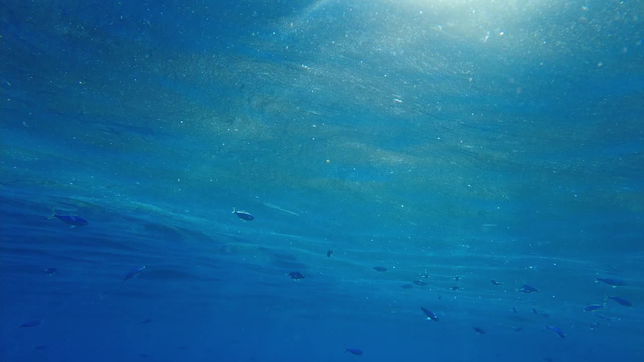 阳光下的一群鱼。夕阳西下的红海与太阳的光线在水柱视频素材