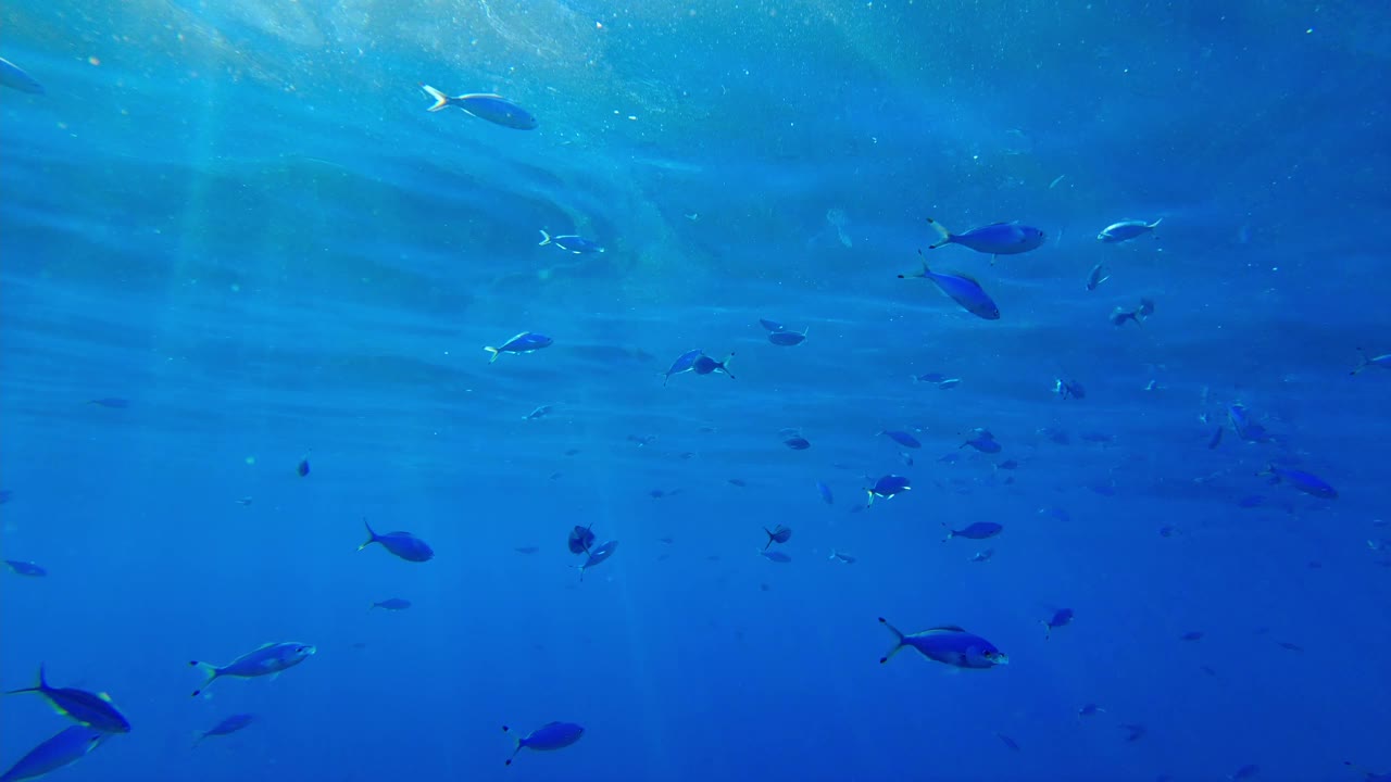 阳光下的一群鱼。夕阳西下的红海与太阳的光线在水柱视频素材