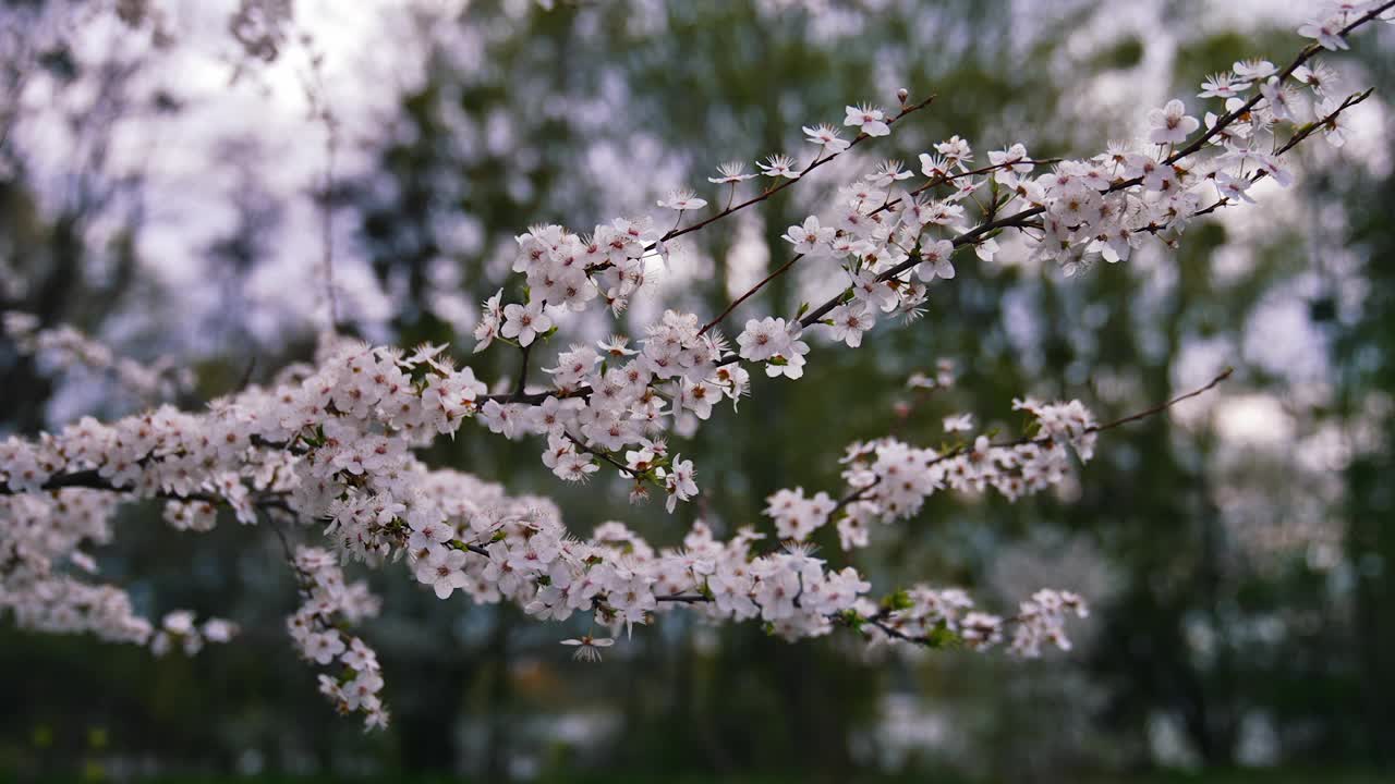 樱桃树开花的树枝。美丽的白花在一棵树上模糊的背景。非常适合明信片。在春天开花。视频素材