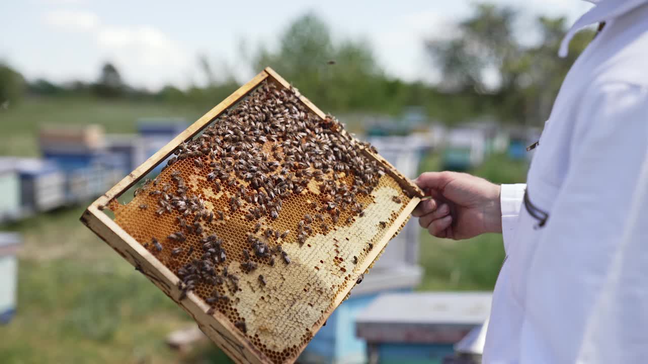 野外有蜂房的蜂房。养蜂人手里拿着一个装满蜜蜂的蜂蜜笼子视频素材