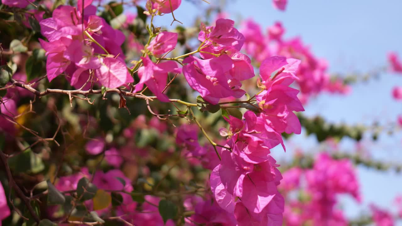 风中蓝色的天空映衬着九重葛粉红色的花朵视频素材