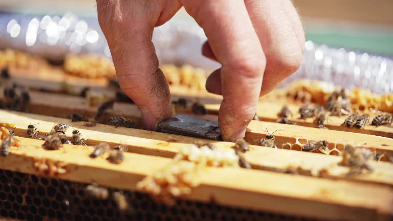 收集黄色花粉的工蜂。蜜蜂家庭在蜂房的蜂房里工作视频素材