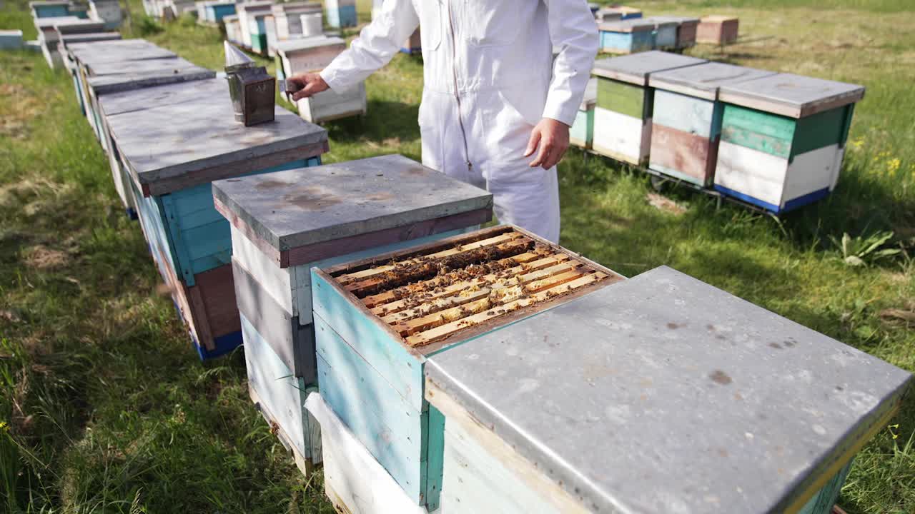 养蜂场养蜂师。彩色的木制蜂箱和蜂房里的蜜蜂视频素材