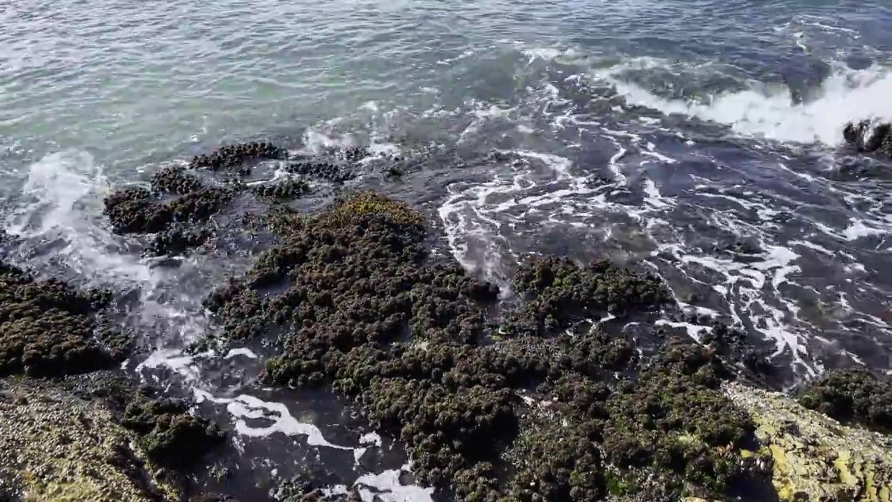 退潮时海浪冲击岩石海岸线覆盖了在这个充满活力的地方安家的海洋生物。视频素材