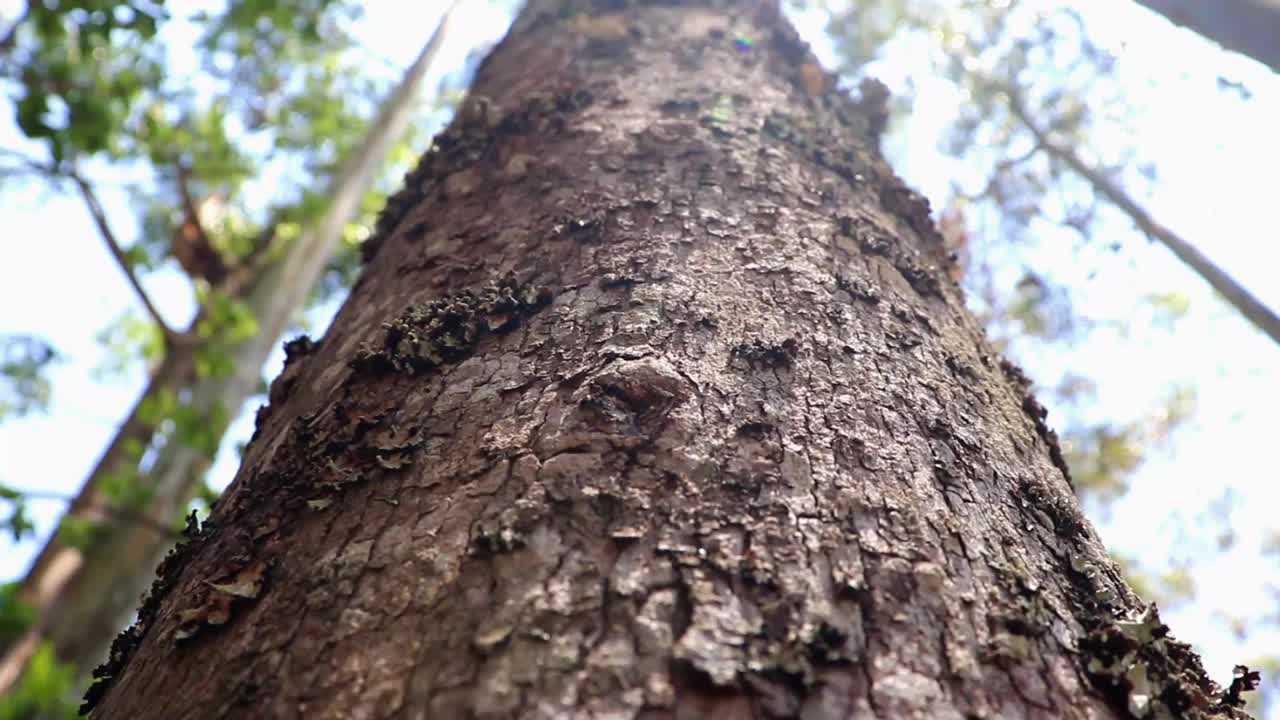 森林平移与阳光预览显示美丽的绿色森林与树枝视频素材