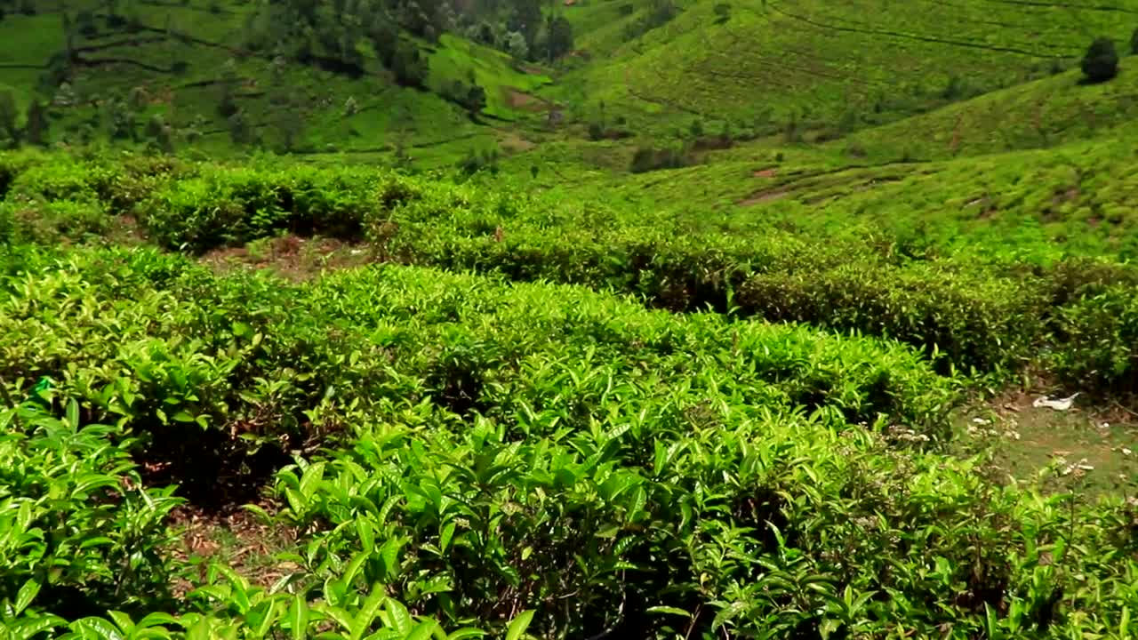 茶园在西部丘陵地带视频素材