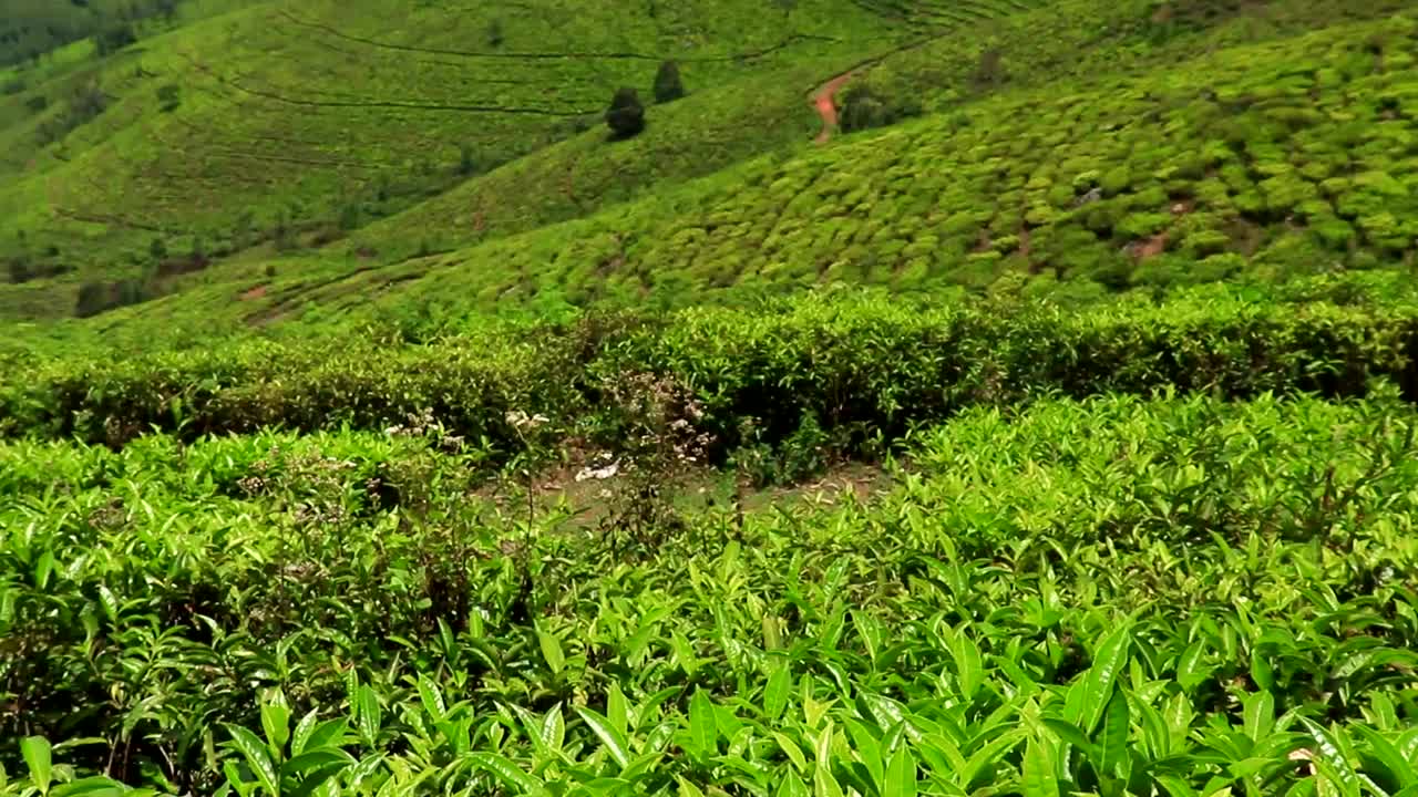 茶园在西部丘陵地带视频素材