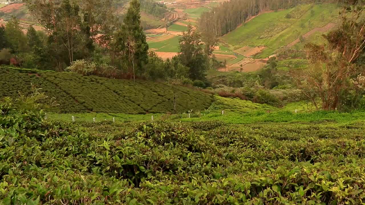 茶园在西部丘陵地带视频素材