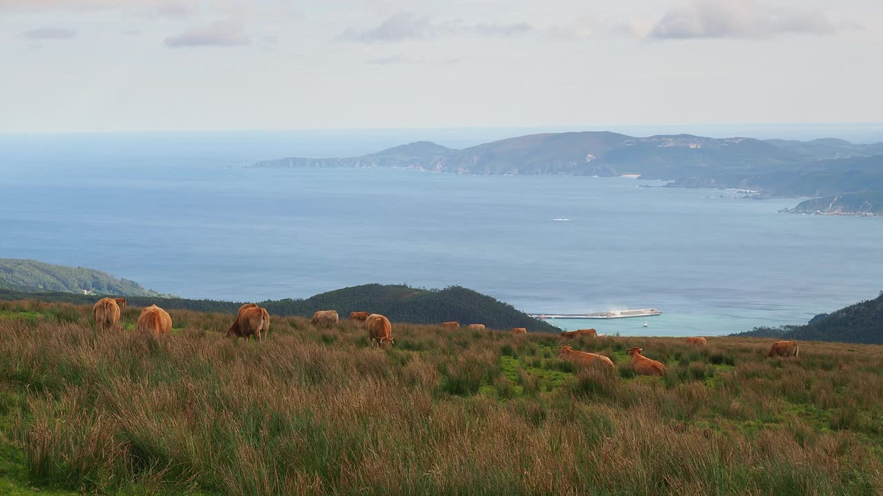 田园风光:加利西亚山区，一群牛在海边的草地上吃草。视频素材