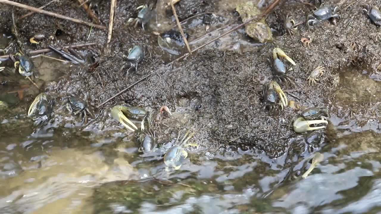 大螃蟹吓跑小螃蟹视频素材