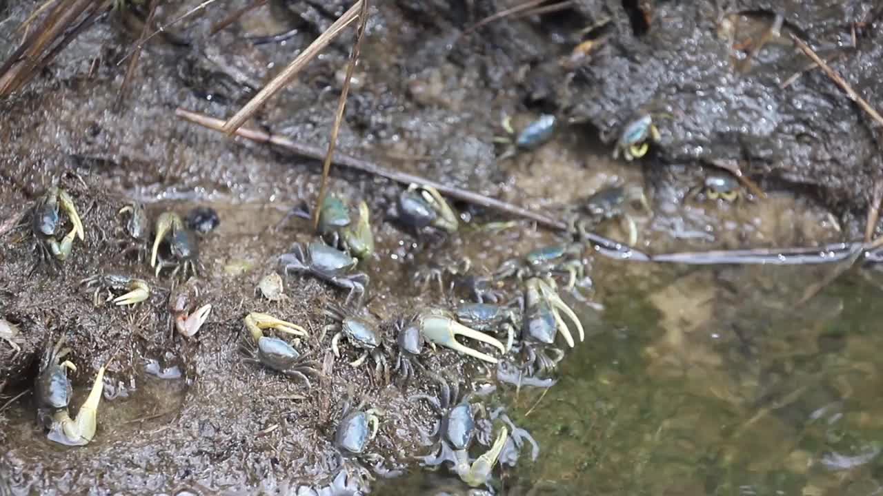 一群招潮蟹在水边吃东西视频素材