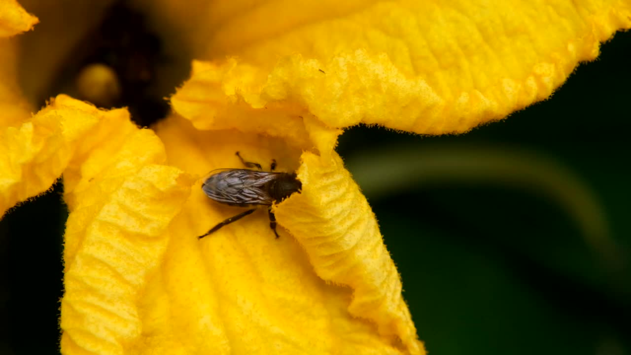 蜜蜂在黄花上视频素材