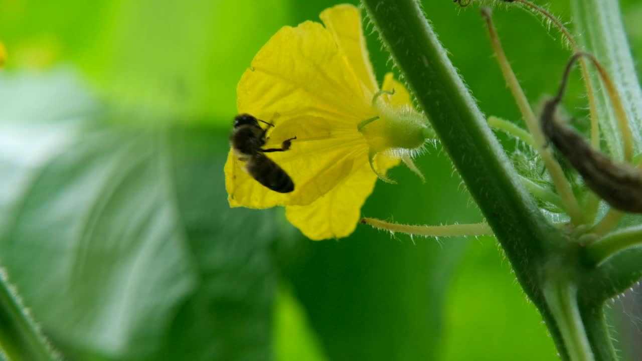 开花的蜜蜂视频素材