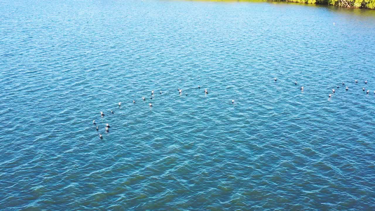 斑驳鸬鹚鸟瞰图，阳光海岸，昆士兰州，澳大利亚视频素材