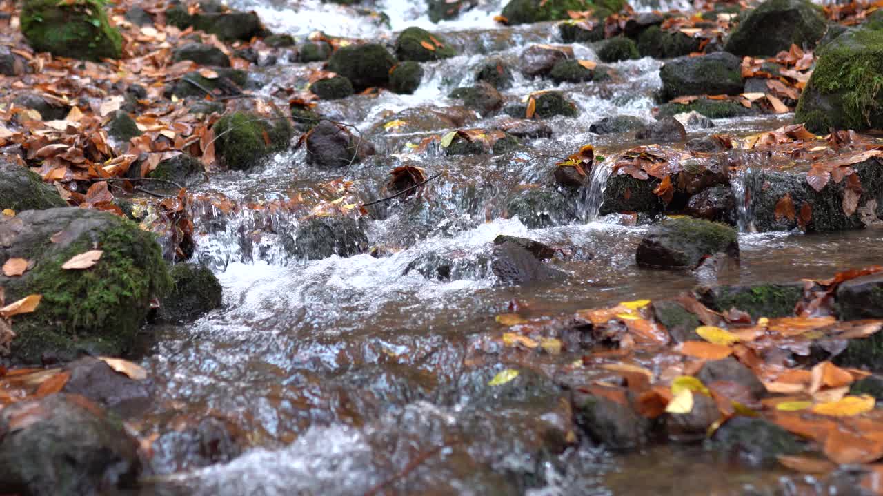 河的秋天。森林秋天和河流4k镜头视频素材