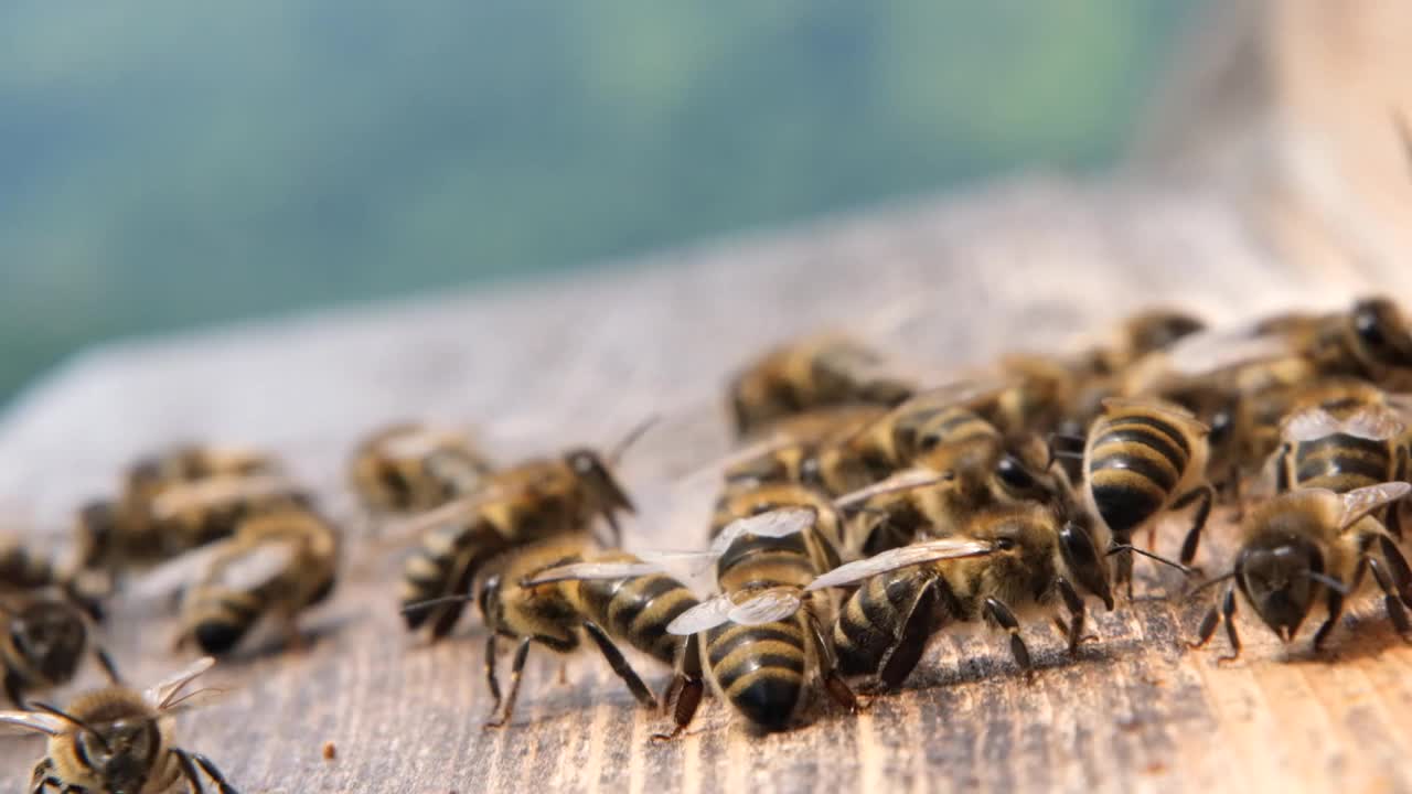 特写的蜜蜂视频素材