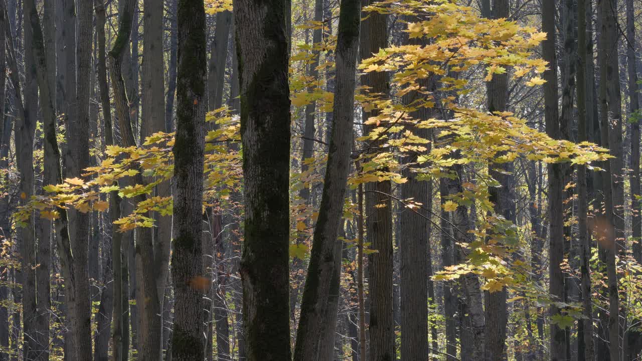 森林里的秋天。树干间的黄枫树枝。视频素材