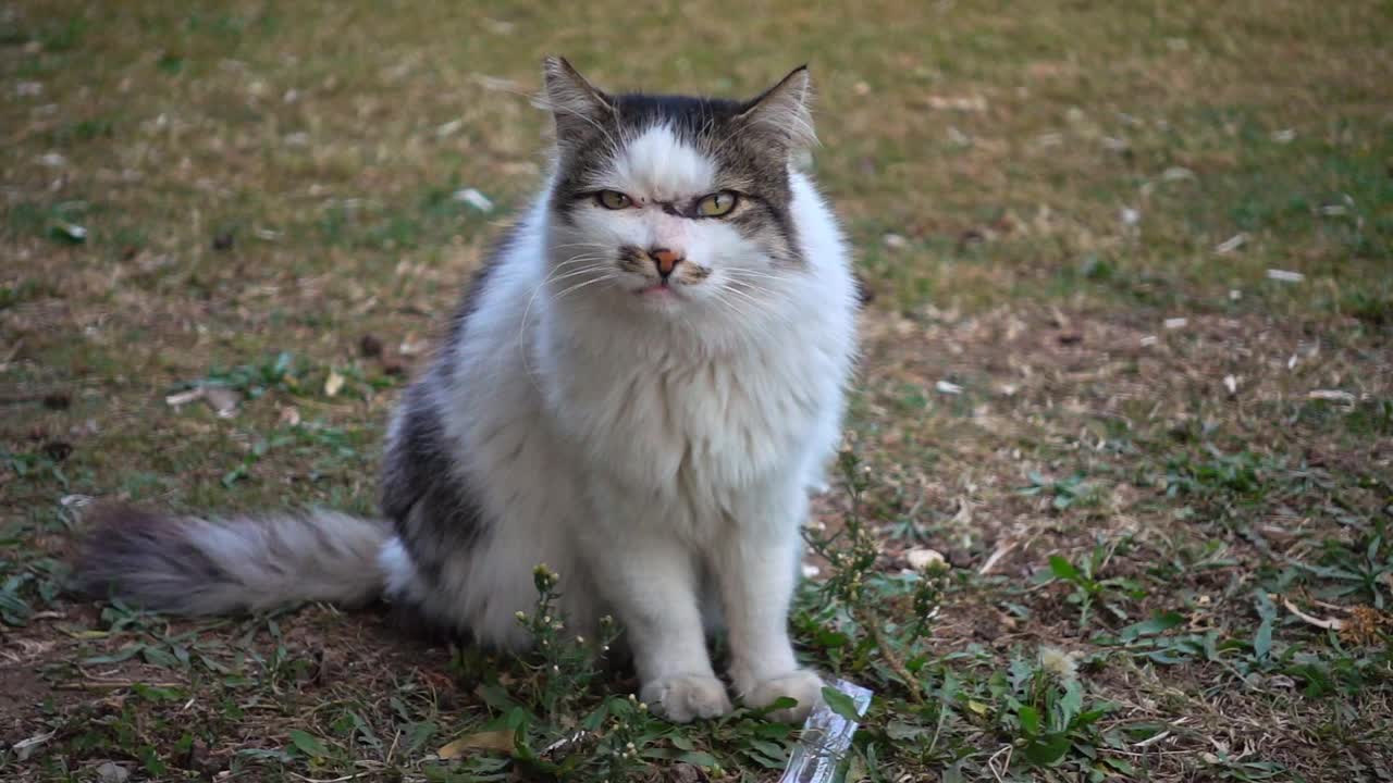 懒惰的流浪猫好奇地看着镜头视频素材