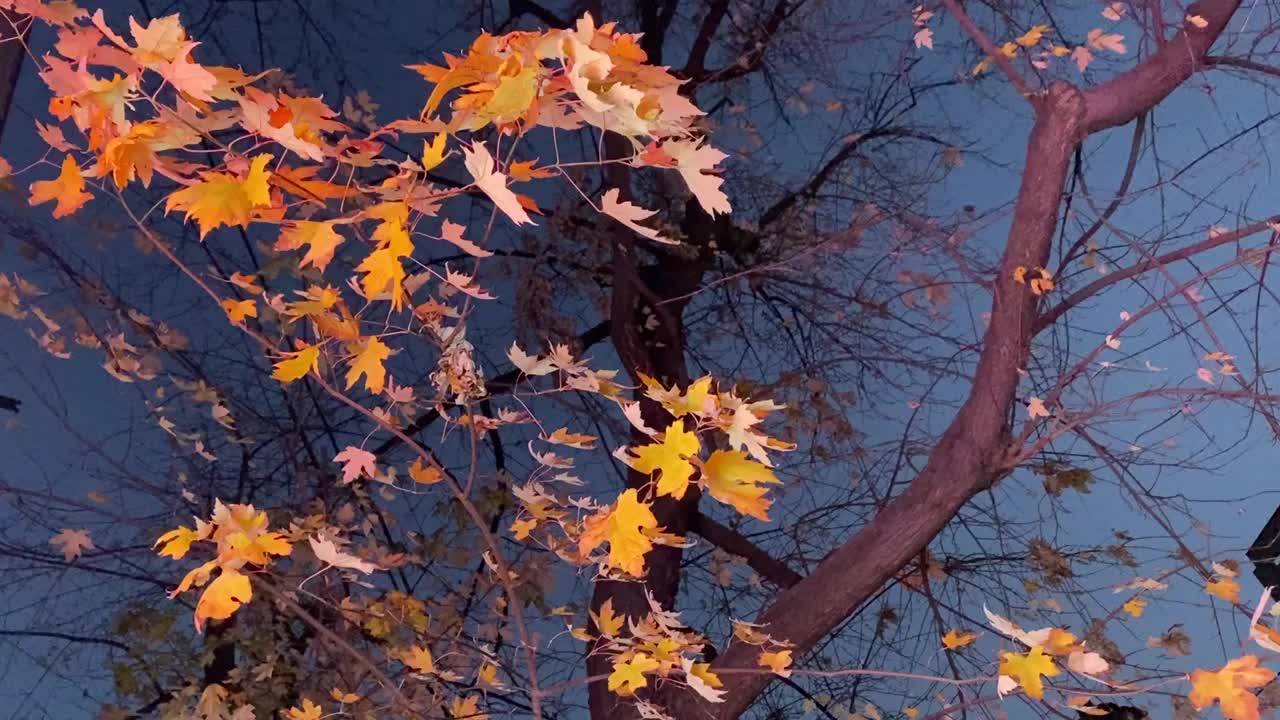 秋叶映衬着夜晚的蓝天。视频素材