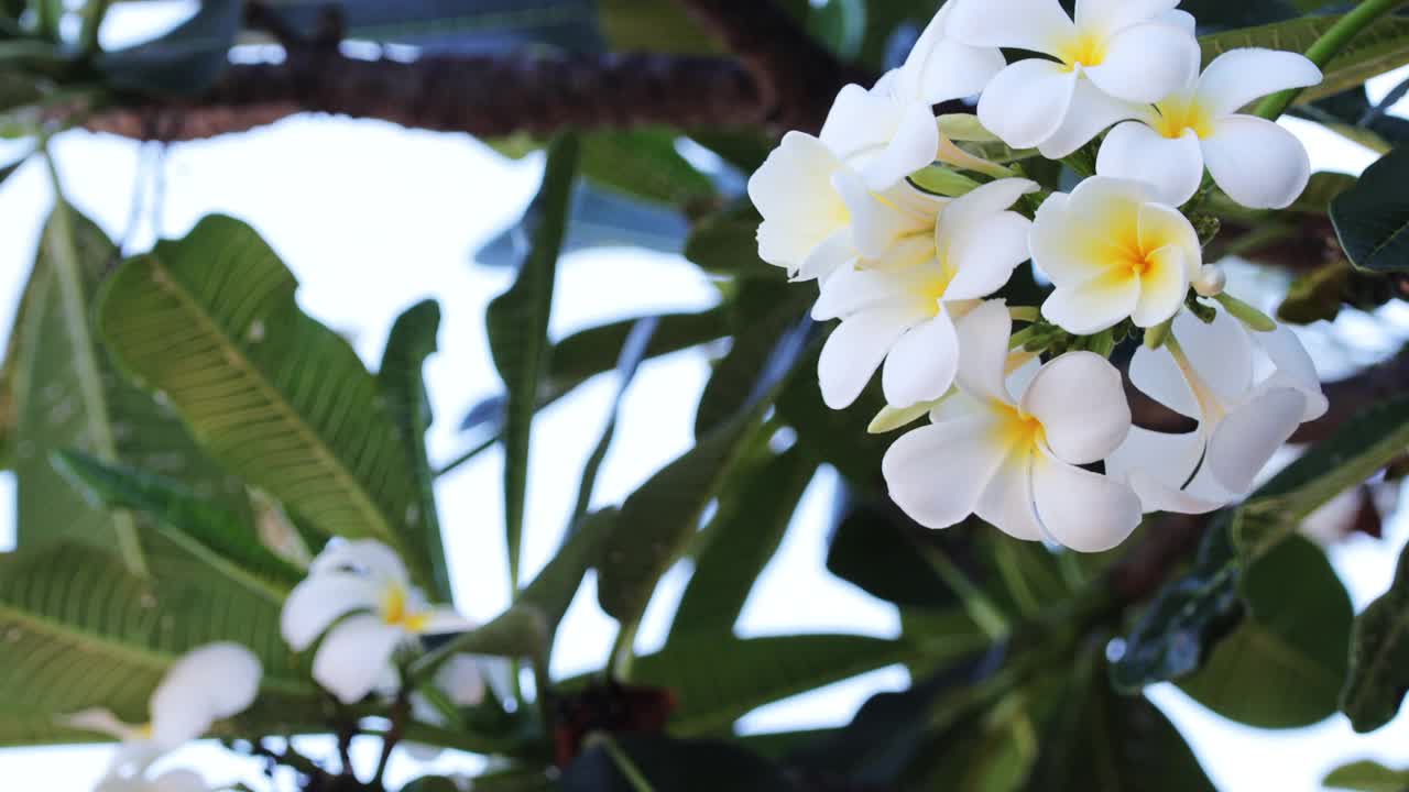 白色plumeria。树上开着白色的鸡蛋花或鸡蛋花。视频素材