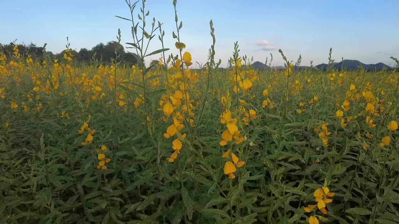 澳大利亚，高清格式，新南威尔士州，花，10秒或更大视频素材