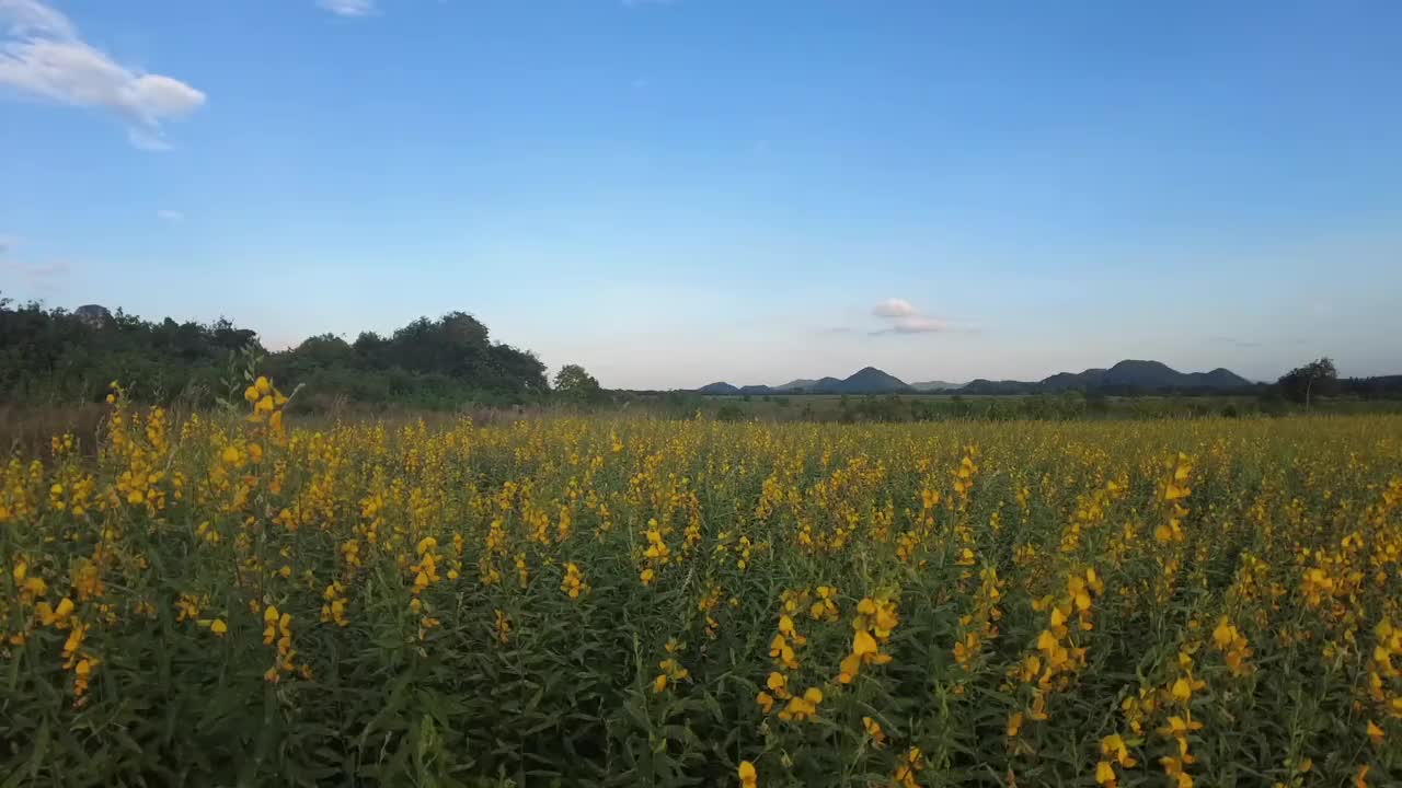 澳大利亚，高清格式，新南威尔士州，花，10秒或更大视频素材